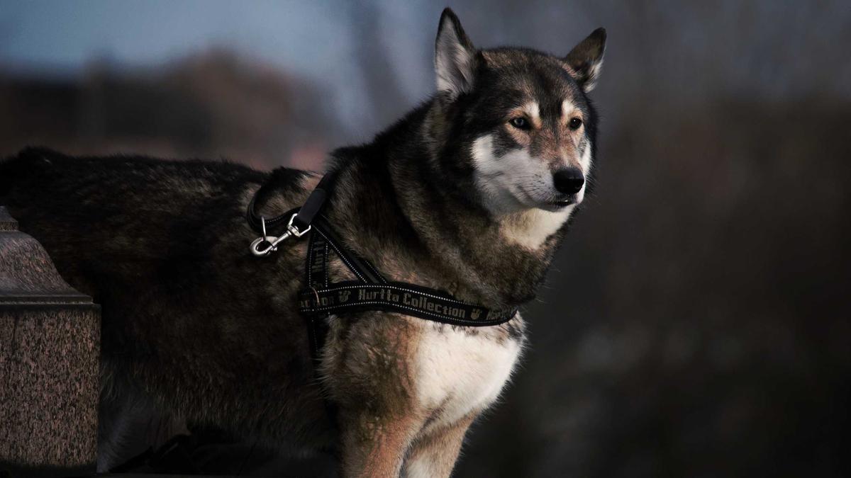 Bochttechniek MTB: sneller en veiliger door de bocht